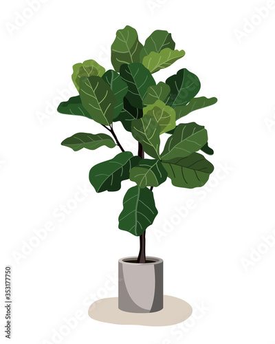 Beautiful fiddle leaf tree in ceramic pot on white background. Ficus Lyrata vector illustration. Stylish houseplant design element for modern interior room