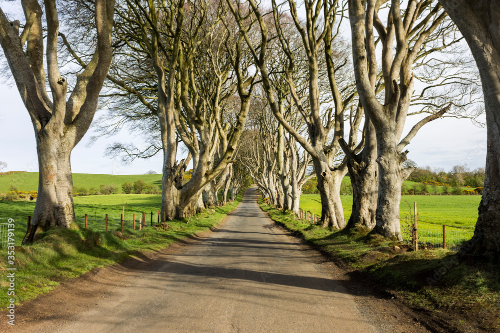 The Dark Hedges, an avenue of beech trees in Ballymoney, County Antrim, Northern Ireland, featured as a popular filming location for fantasy shows The Dark Hedges, an avenue of beech trees in Ballymoney, County Antrim, Northern Ireland, featured as a popular filming location for fantasy shows