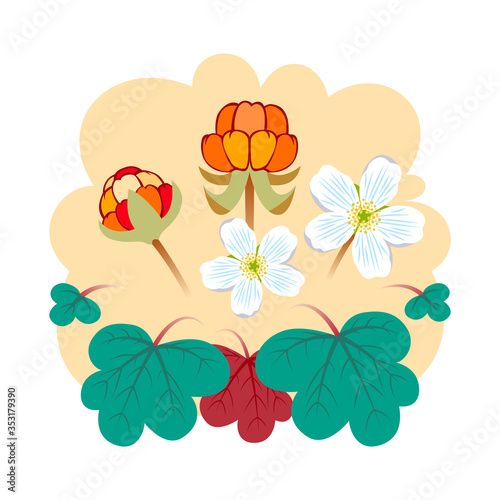 Cloudberry vector illustration. A cloudberry (Rubus chamaemorus) is a herbaceous plant in tundra and boreal forest