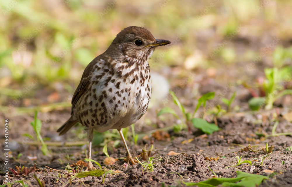 Song thrush, Turdus philomelos. A bird walks in the park on the ground in search of earthworms for food Song thrush, Turdus philomelos. A bird walks in the park on the ground in search of earthworms for food