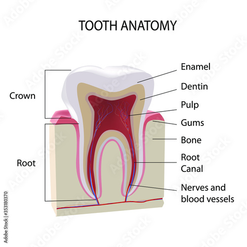 Tooth anatomy. Cross section of human tooth realistic vector image isolated on white background. photo