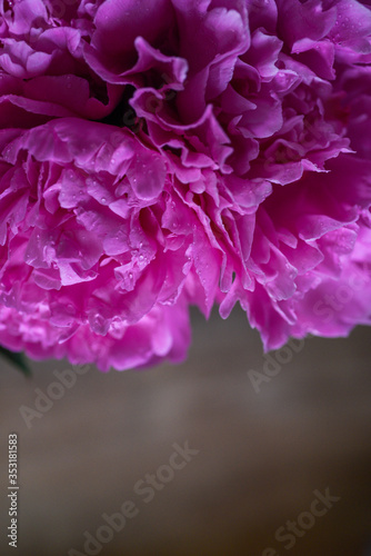 Floral background of fresh pink peonies