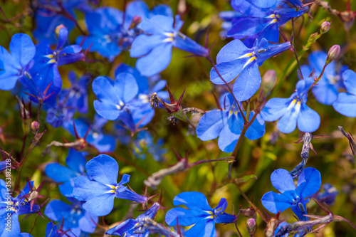 Bright blue lobelia flowers. Close selective focus