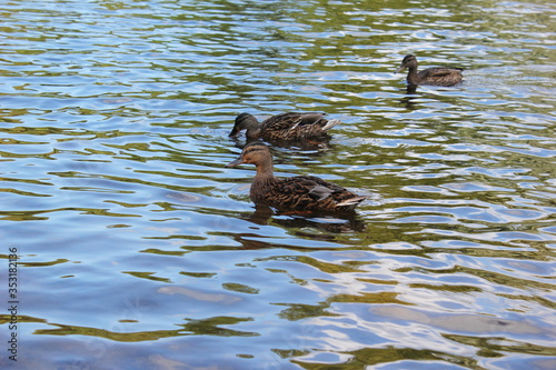 floating ducks, плавающие утки
