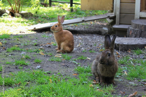 hares on a walk, зайцы на прогулке