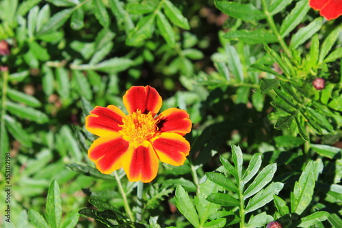 Marigold flower,  Цветок бархатцы