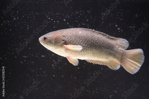 Anabas testudineus (Climbing Perch) in Fish tank,dust in water photo