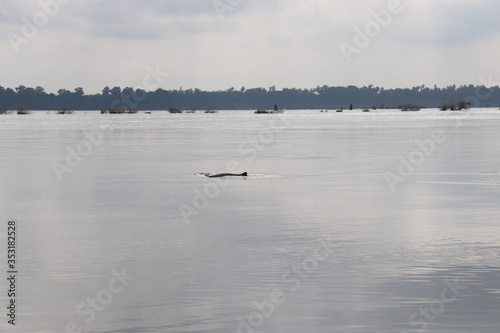 Vászonkép Dauphin d'eau douce du fleuve Irrawaddy à Kratie, Cambodge