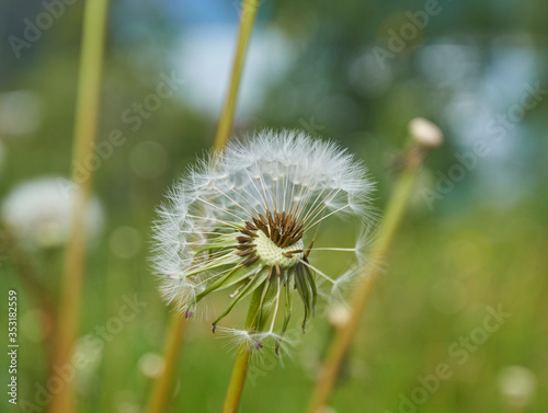 half dandelion in the grass