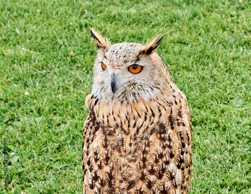Owl in the field waiting