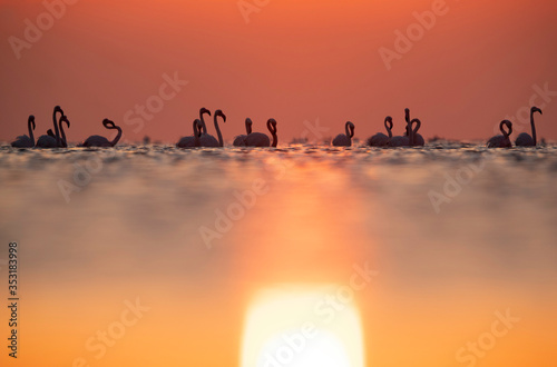 Greater Flamingos wading during sunrise at Asker coast of Bahrain © Dr Ajay Kumar Singh