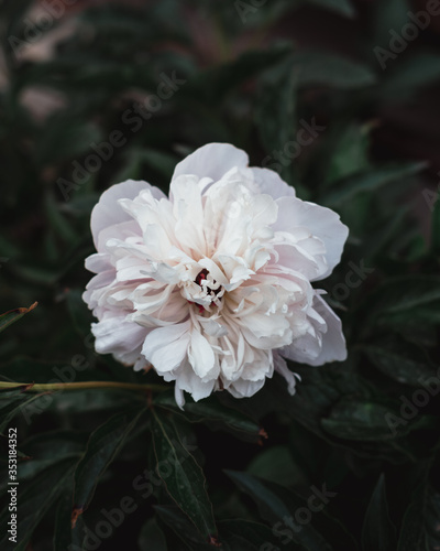 White peony in a flower bed. Chinese rose. White flower close-up.