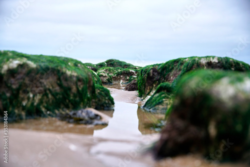 Seaweed cliff in the beach