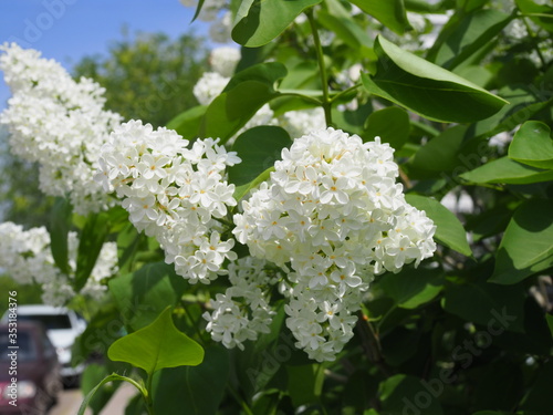 white flowers of lilac isolated on white