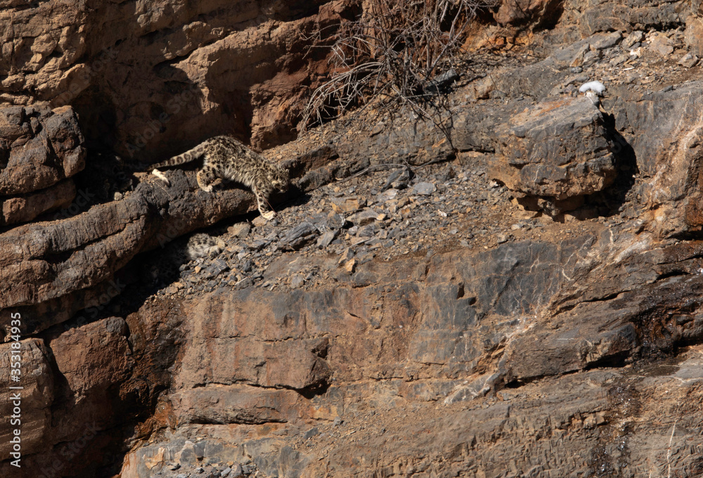 Snow leoprad Cub on the cliff near Kibber village, Spiti valley of Himachal Pradesh, India