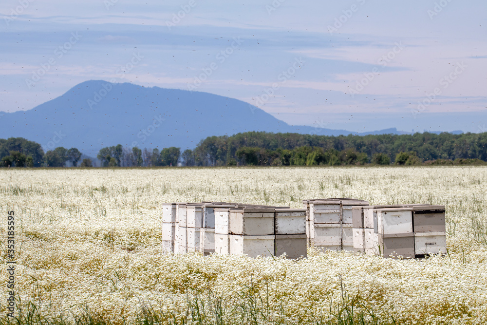 Bees and beehives in a field of meadowfoam flowers in the Willamette Valley of Oregon