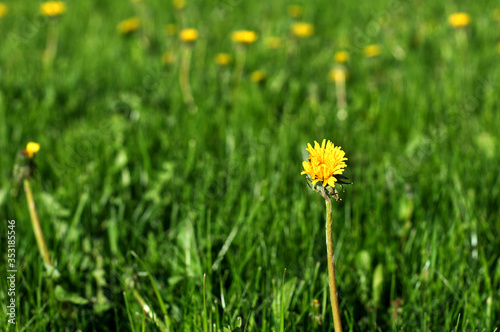 The lonely strange yellow dandelion is growing among other dandelions. This dandelion is odd one out.