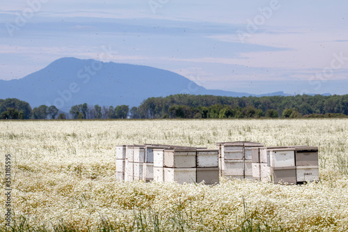 Принти на полотні Bees and beehives in a field of meadowfoam flowers in the Willamette Valley of O