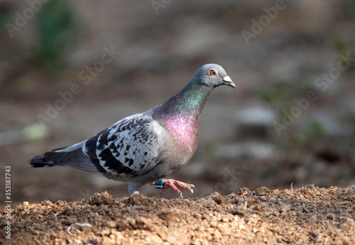 Closeup of a Rock pigeon at Buri farm, Bahrain
