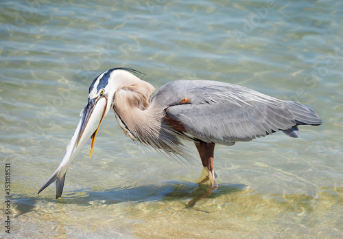 Great Blue Heron Swallowing a Huge Lady Fish as it Stands in the Shallows of a Florida Bay photo