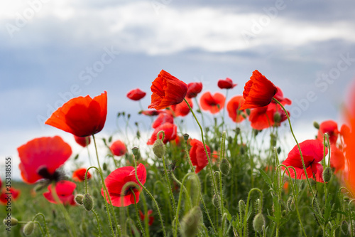 A field with red poppies with dark blue clouds in the sky in the background