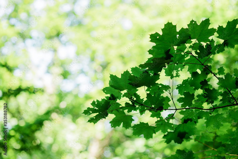Lush green leaves in deep forest in springtime Lush green leaves in deep forest in springtime