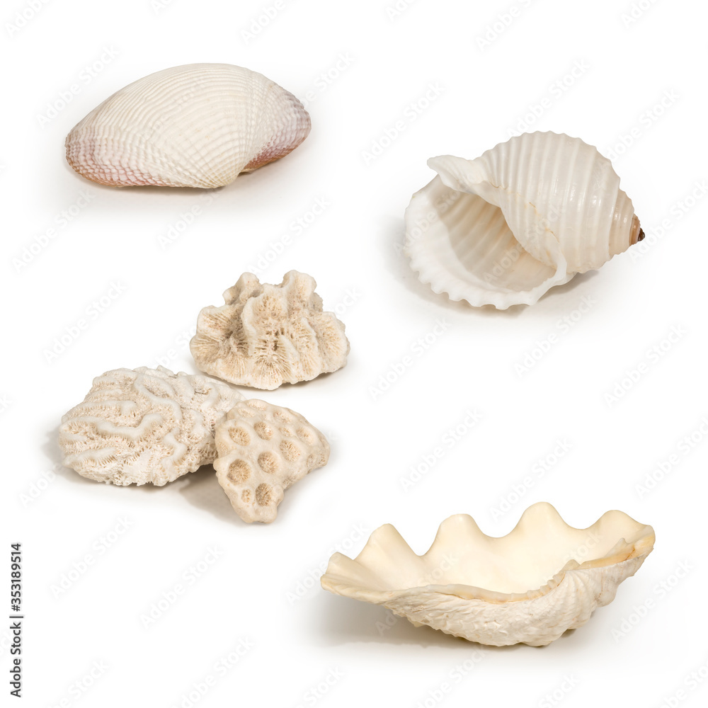 Close-up shot of four different white colored mussels and pieces of corals, close-up shot isolated on white background. Close-up shot of four different white colored mussels and pieces of corals, close-up shot isolated on white background.
