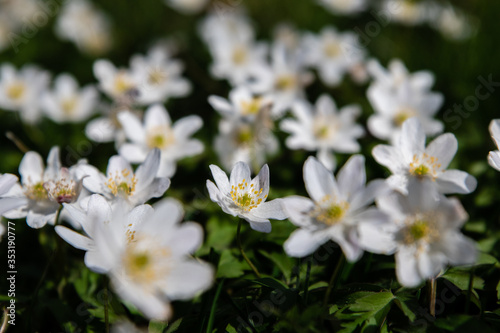 white spring flowers © Blaž