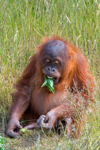 Young Sumatran orangutan (Pongo abelii) eating leaves, native to the Indonesian island of Sumatra