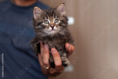 Man hands hold beautiful cute little kitten. Tiny cat baby in the big male hands looking to the right empty side.