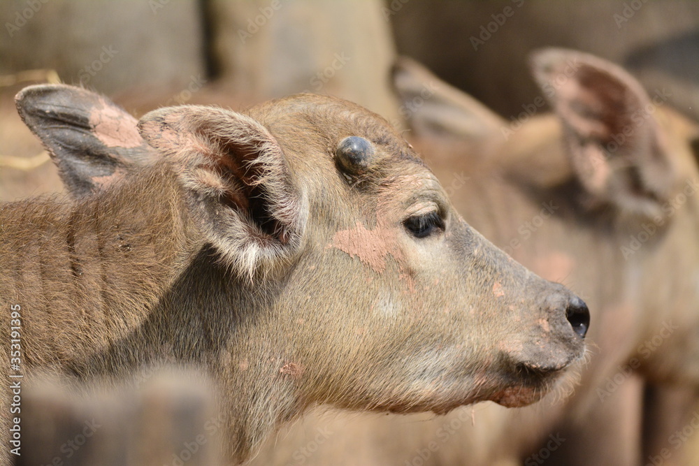 Fototapeta premium portrait of a goat