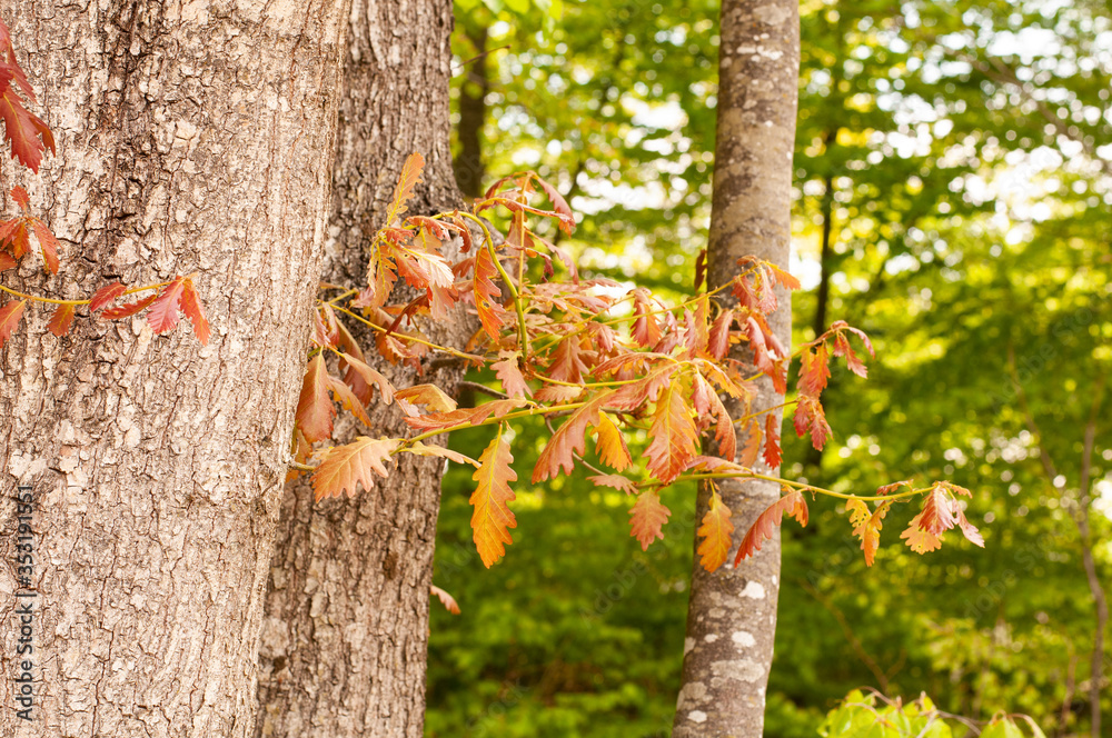 young reddish leaves of an oak tree young reddish leaves of an oak tree