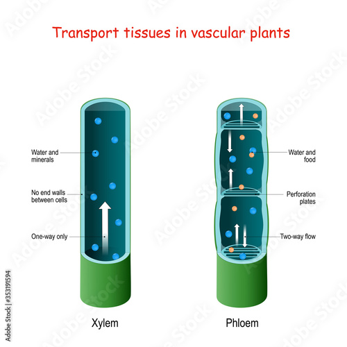 Xylem and phloem. biological structure scheme of inner vascular in Plant. photo