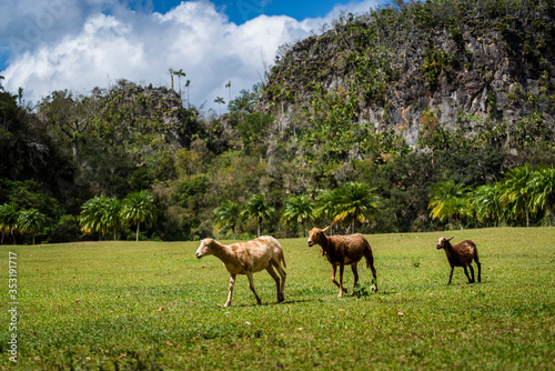 Fototapeta Naklejka Na Ścianę i Meble -  Three sheep, Vinales Valley, Cuba