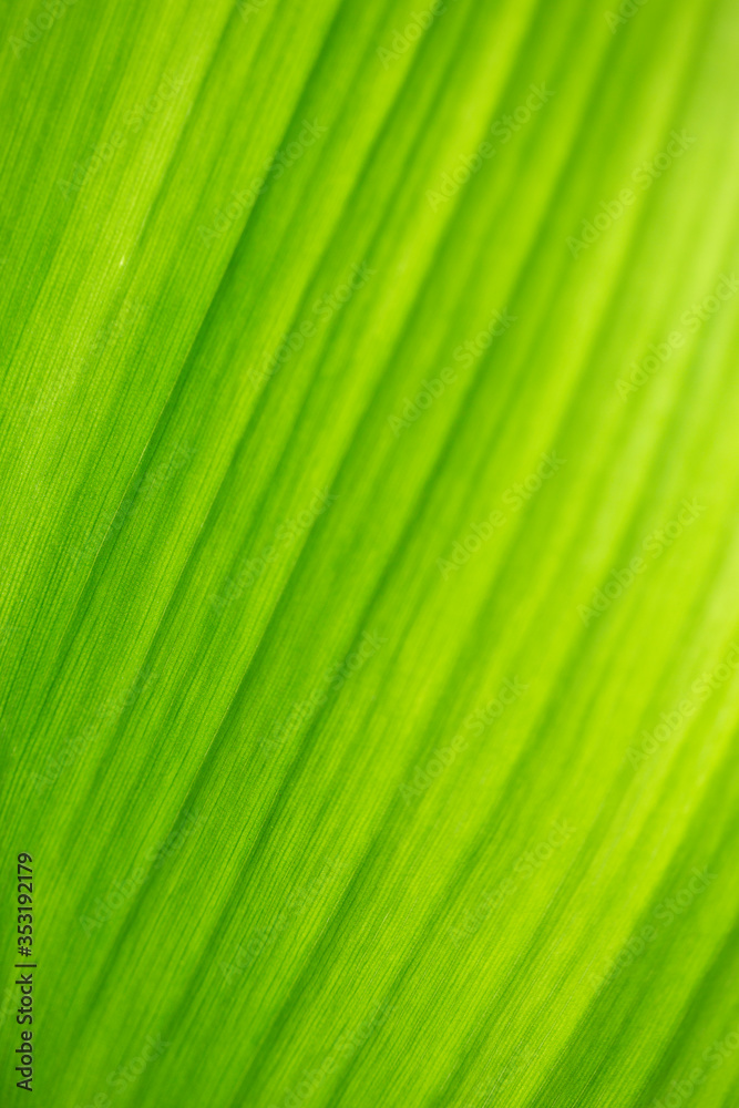 soft focus leaf line beauty background vertical view soft focus leaf line beauty background vertical view