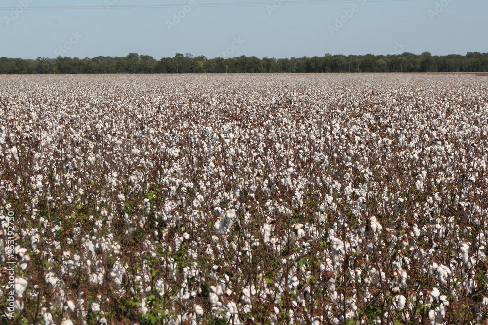 custom made wallpaper toronto digitalCotton field in state of Mississippi ready to pick