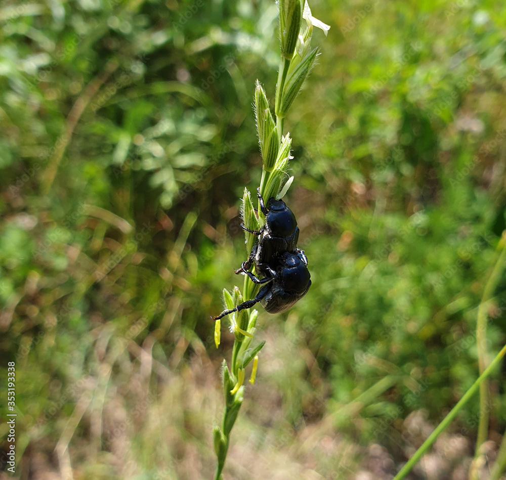Two black beetles enjoy each other on a grass stalk Two black beetles enjoy each other on a grass stalk