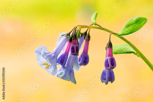 Closeup of Virginia Blue Bell Wildflowers photo