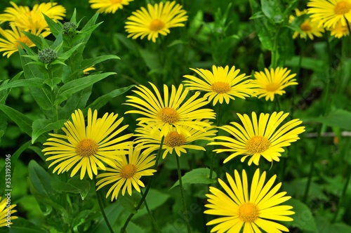 Yellow dandelions on green grass