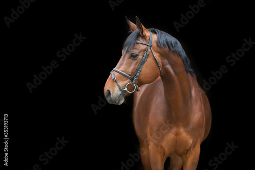 portrait of a horse © callipso88