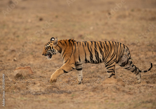 Tiger cub walking at Tadoba Andhari Tiger Reserve, India © Dr Ajay Kumar Singh