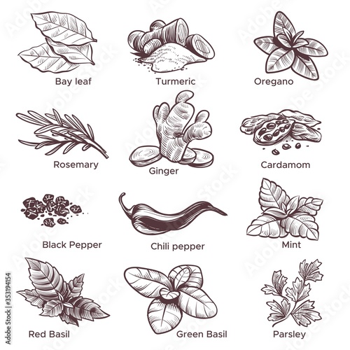 Spices and herbs. Hand drawn ginger, chilli and black pepper, oregano and bay leaf. Mint, cardamom and rosemary Sketch spices vector set