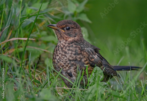 Junge Amsel auf der Wiese