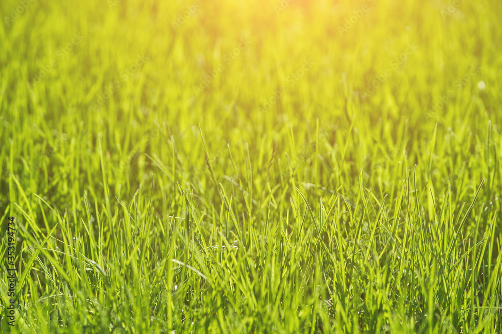 Green grass at backyard. Outside nature beauty. Spring bright background. Grow fress cat food. Sprout meadow. Eco lifestyle wallpaper. Health harmony. Place for text. Selective focus