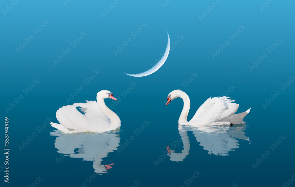 Fototapeta premium Two swans floating on the water with crescent moon - Black and White swan 