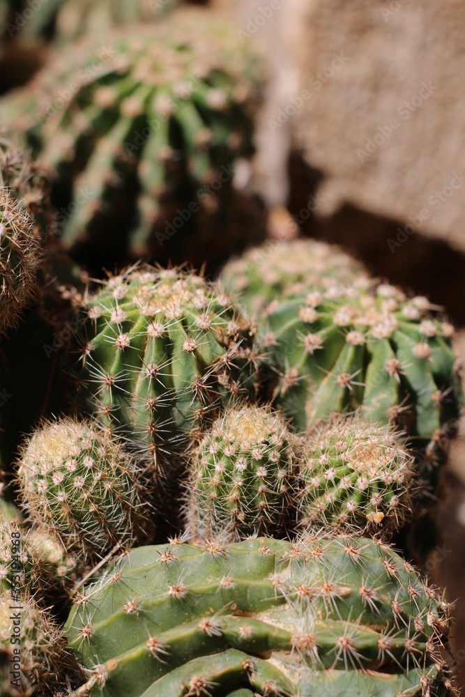 cactus cactus