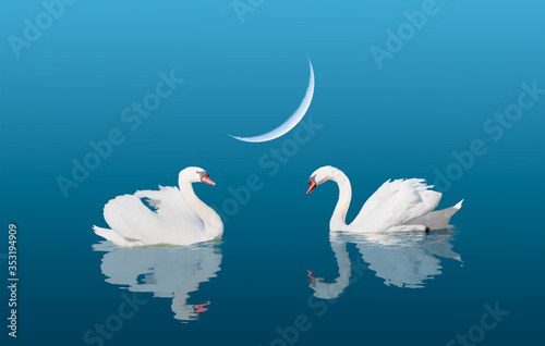 Two swans floating on the water with crescent moon - Black and White swan  
