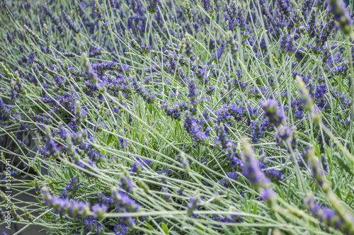 field of blue lavender flowers - abstract background