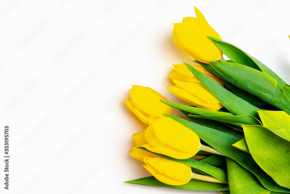 From above top view shoot of fresh yellow tulips lying in bunch on bright white background From above top view shoot of fresh yellow tulips lying in bunch on bright white background