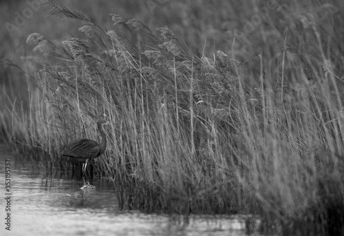 Western reef heron in the grasses of Asker marsh, Bahrain photo